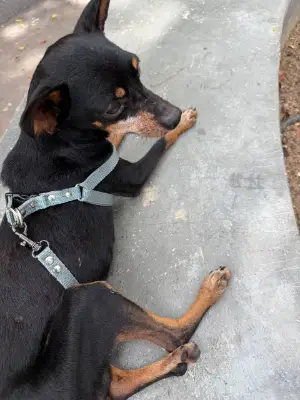 Perro encontrado