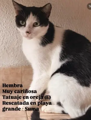 Gato encontrado