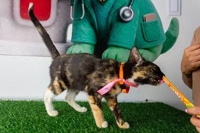 Gato encontrado — foto 1