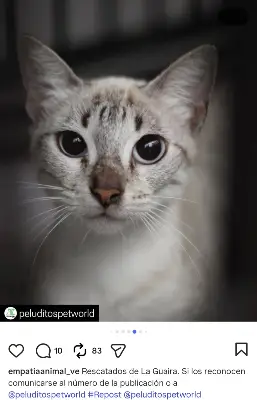 Gato encontrado