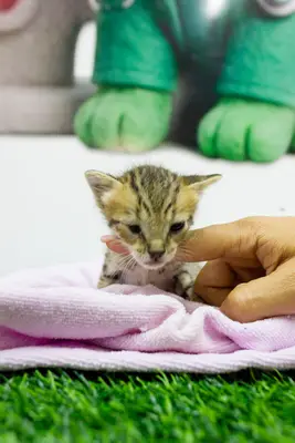 Gato encontrado — foto 1