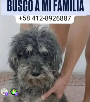 Perro encontrado