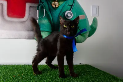 Gato encontrado — foto 1