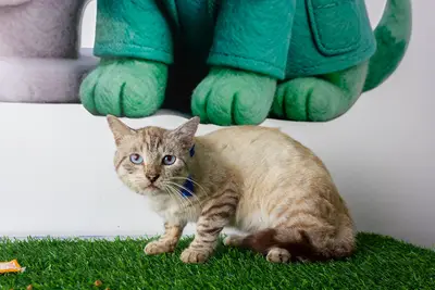Gato encontrado — foto 2