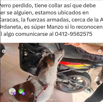 Perro encontrado
