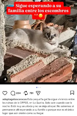 Gato