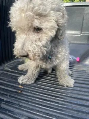 Perro encontrado