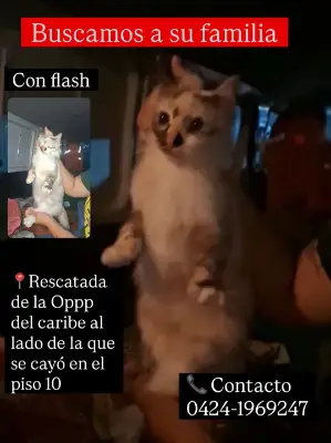 Gato encontrado
