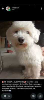 Perro encontrado
