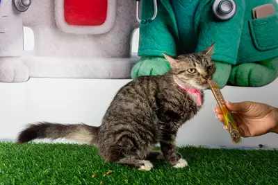 Gato encontrado — foto 1