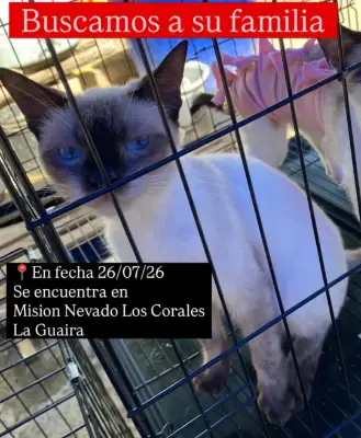 Mascota encontrada
