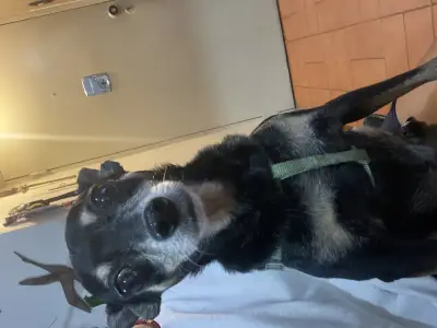 Raza pincher negrital viejita hembra