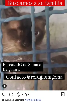 Gato