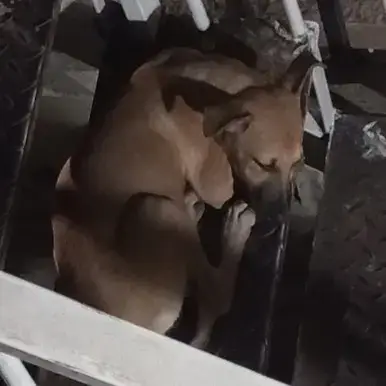 Perro encontrado