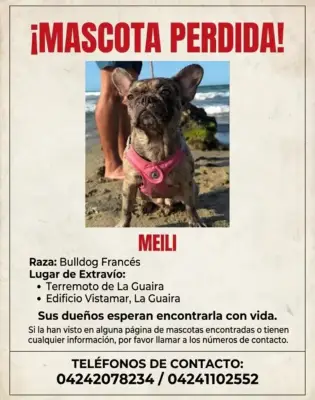 Perro encontrado