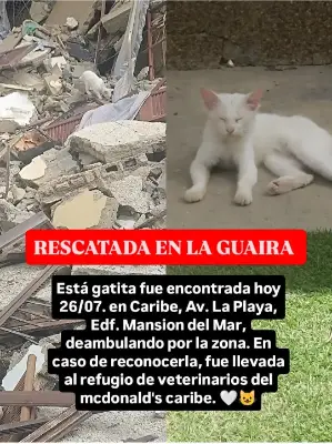 Gato encontrado