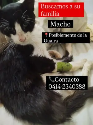 Gato encontrado
