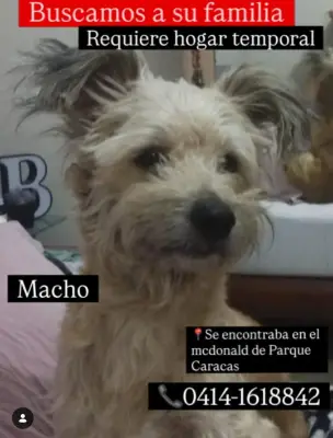 Perro encontrado