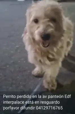 Perro encontrado