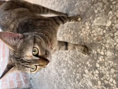 Perro encontrado