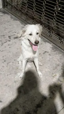 Perro encontrado