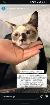 Gato encontrado