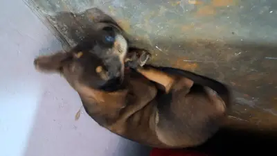 Perro encontrado
