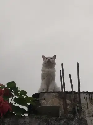 Luna blanca