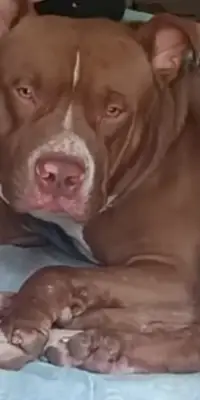 Perro encontrado
