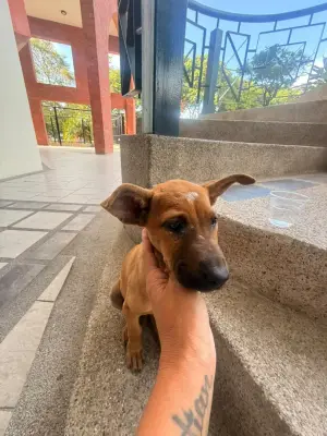 Perro encontrado