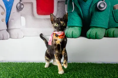 Gato encontrado — foto 2