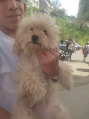 Perro encontrado