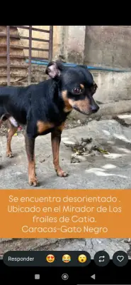 Perro encontrado