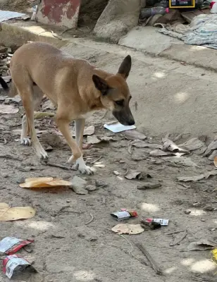 Foto de Perro, reunida con su familia