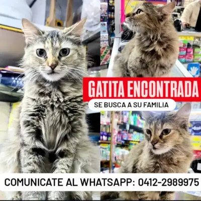 Mascota encontrada