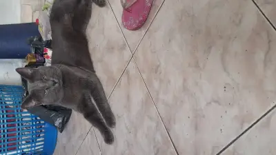 Loki