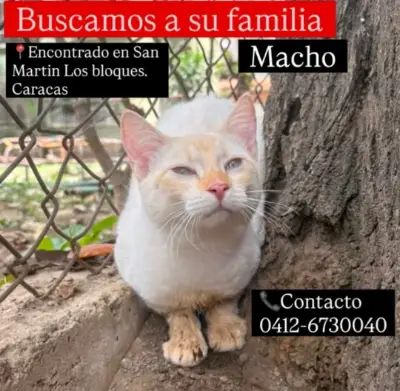 Gato encontrado