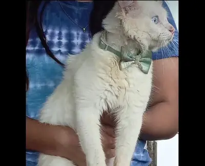 Gato encontrado