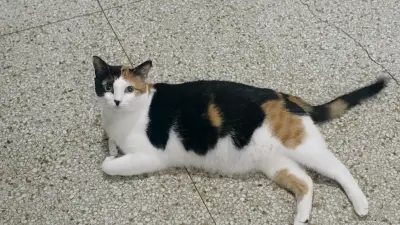Gato encontrado