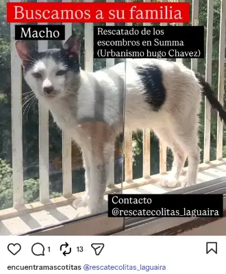 Gato encontrado