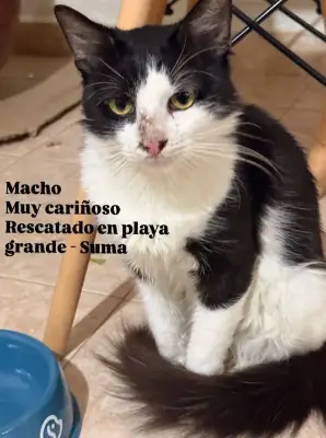 Gato encontrado