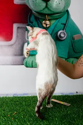 Rocancio — foto 1