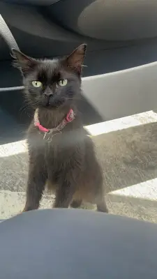 Perro encontrado