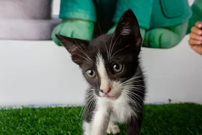Gato encontrado — foto 2