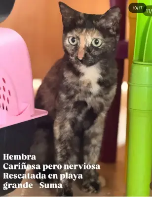 Gato encontrado