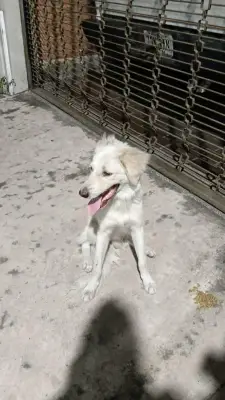 Perro encontrado — foto 2