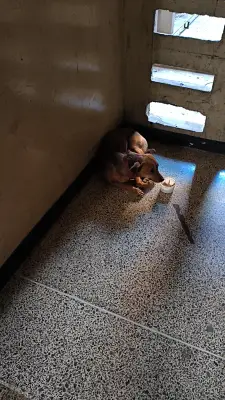 Perro encontrado