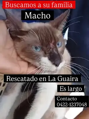 Gato