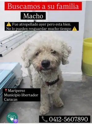 Perro encontrado