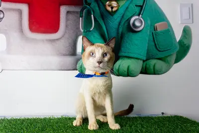 Gato encontrado — foto 2
